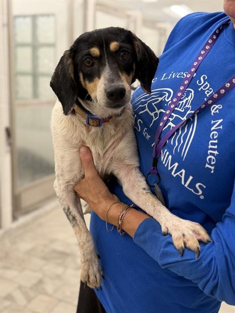 Photo of Paprika, adoptable Beagle in Canfield, Ohio