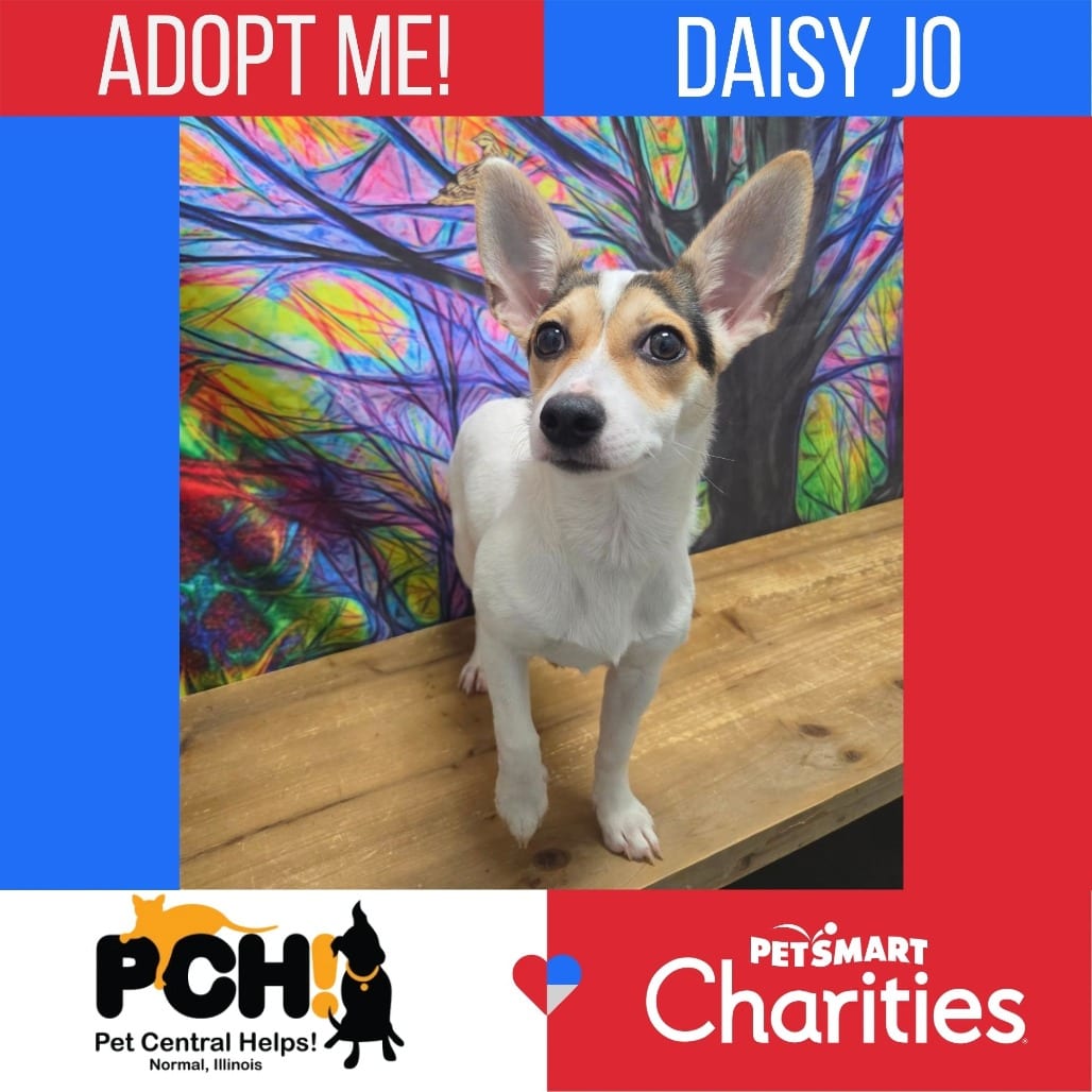 Photo of Daisy Joe, adoptable Corgi, Pembroke Welsh / Chihuahua in Normal, Illinois
