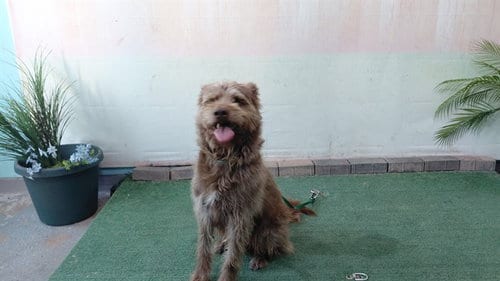 Photo of Arnold, adoptable Terrier in Baldwin Park, California