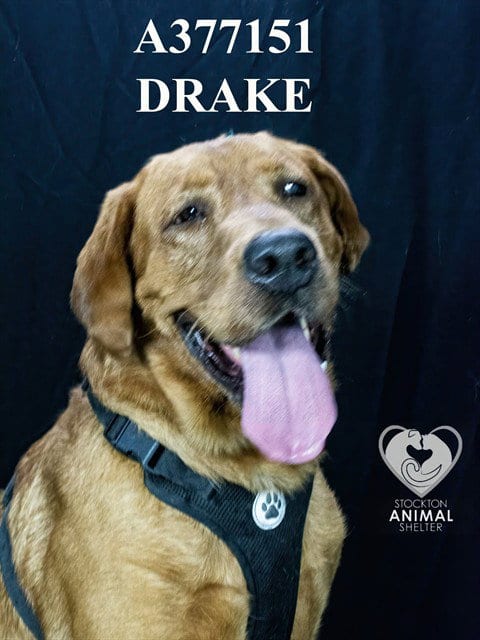 Photo of Drake, adoptable Labrador Retriever in Stockton, California