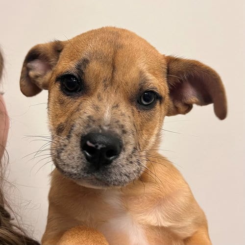 Photo of Cedar, adoptable Unknown breed in Rancho Santa Fe, California