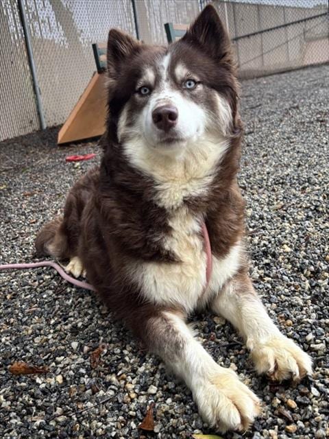 Photo of Cowgirl, adoptable Siberian Husky in Palmetto, Florida