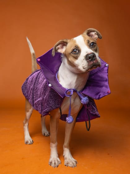 Photo of Barb, adoptable dog in Atlanta, Georgia