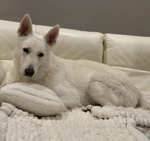 Photo of Monty, adoptable White German Shepherd in Hoffman Estates, Illinois