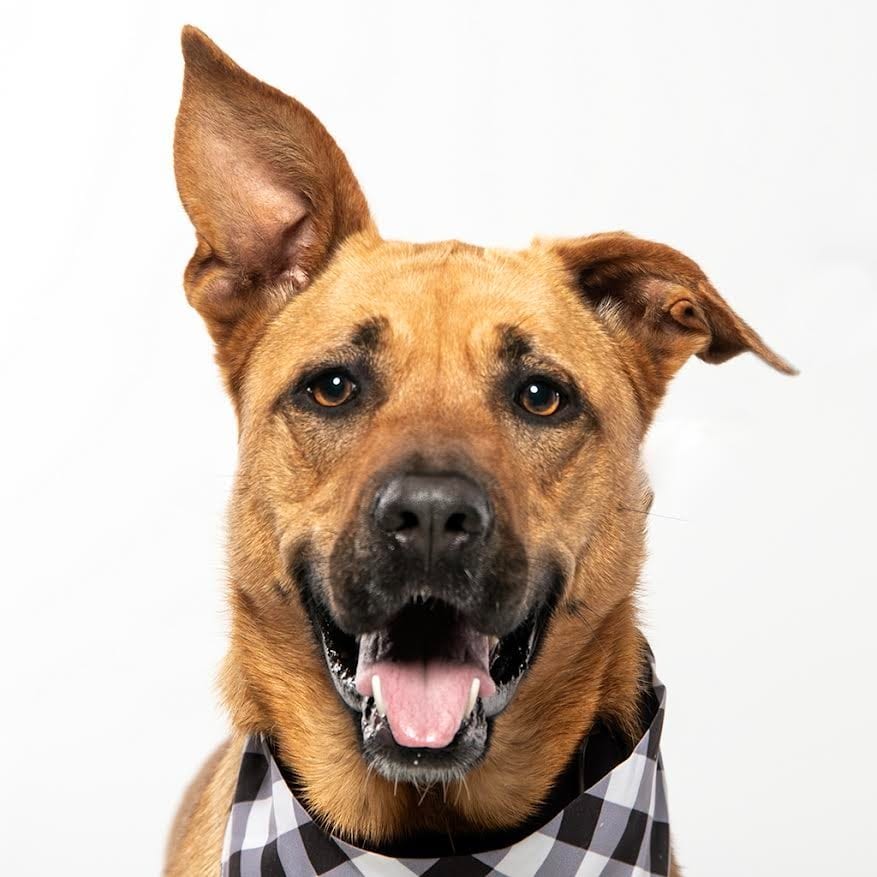 Photo of Ginger, adoptable German Shepherd Dog in Crossville, Tennessee