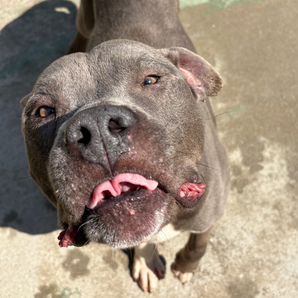 Photo of Samson, adoptable Mixed Breed (Medium) in Chattanooga, Tennessee