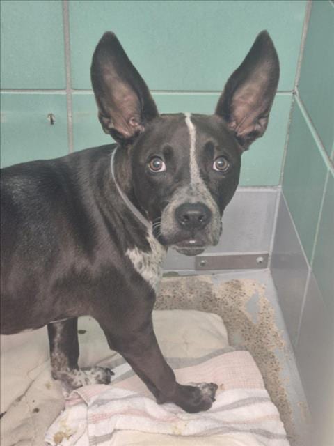 Photo of Chips Ahoy, adoptable American Staffordshire Terrier in Houston, Texas