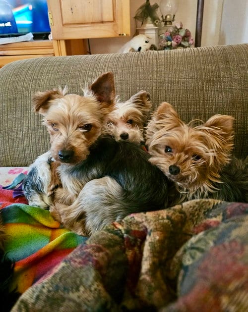 Photo of Marlon, adoptable Yorkshire Terrier Yorkie in St. Louis Park, Minnesota