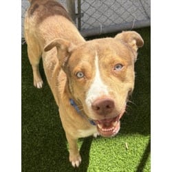Photo of Fonzie, adoptable German Shepherd Dog American Pit Bull Terrier in Texas City, Texas
