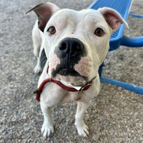 Photo of Shelby, adoptable American Pit Bull Terrier in Mesa, Arizona