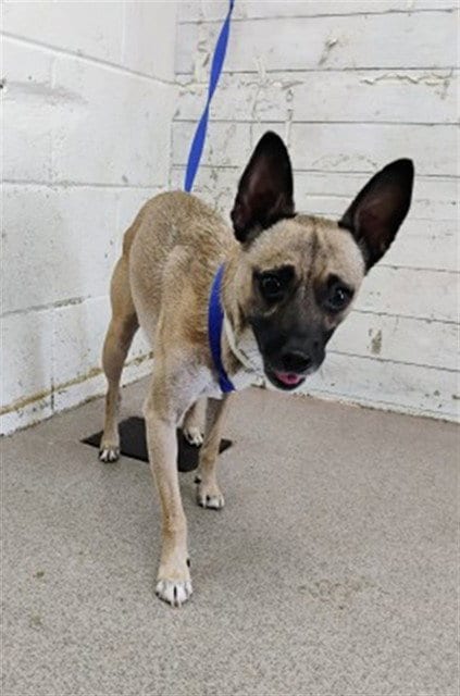 Photo of Xavier, adoptable Chihuahua in San Bernardino, California