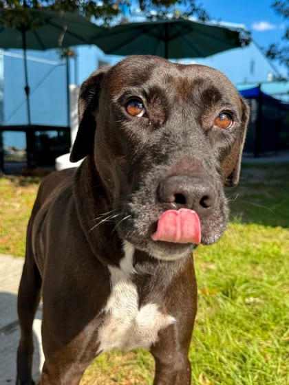 Photo of Toni, adoptable Terrier in New Orleans, Louisiana