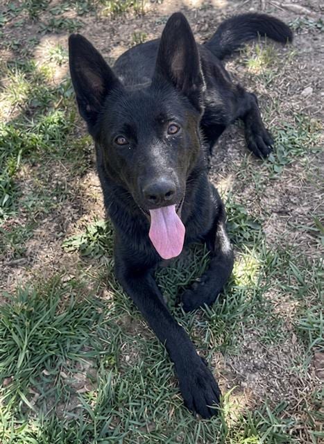 Photo of Banjo, adoptable German Shepherd Dog in Riverside, California