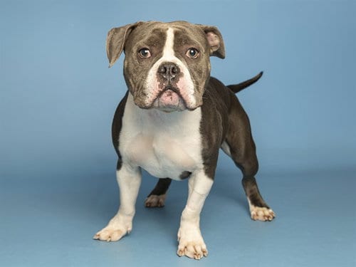 Photo of Duke, adoptable Bulldog in Phoenix, Arizona