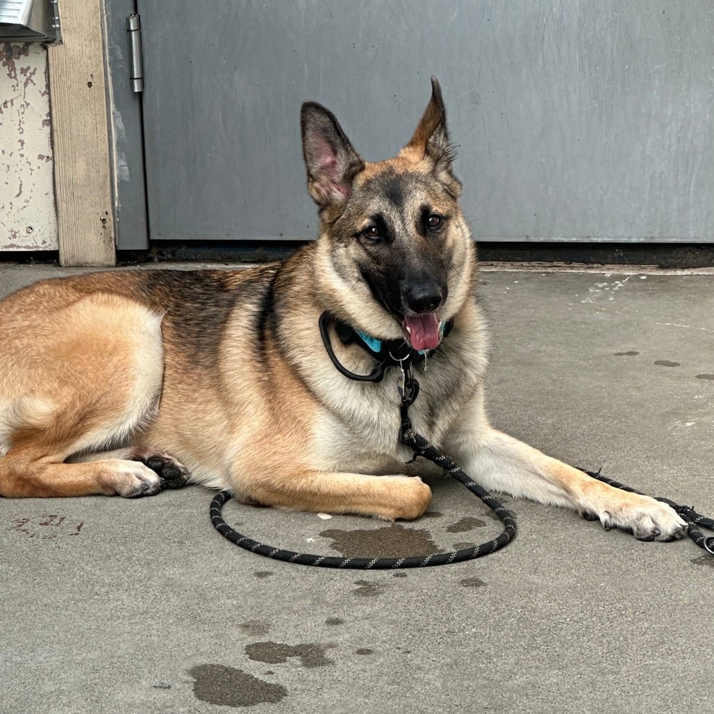 Photo of Buttercup, adoptable Shepherd, German / Mix in San Francisco, California