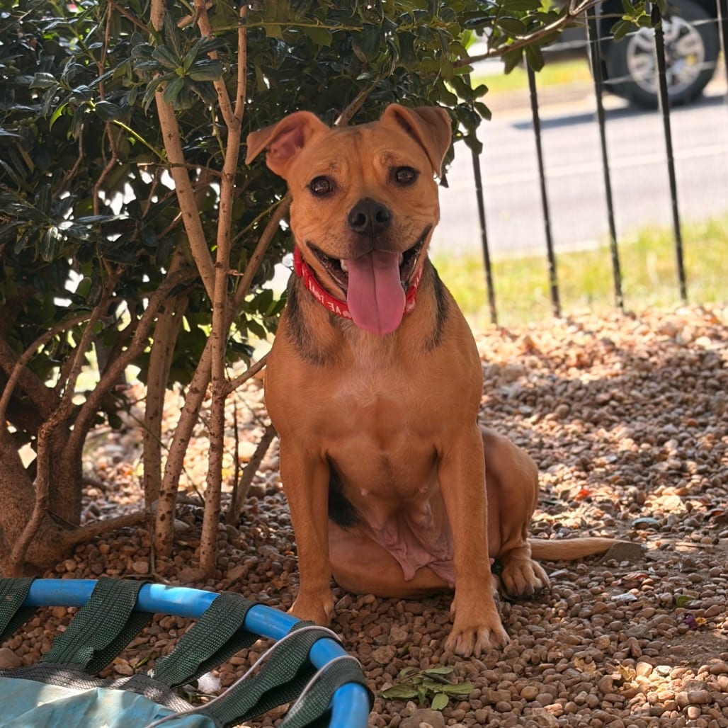 Photo of Muffin, adoptable Hound in Columbus, Georgia