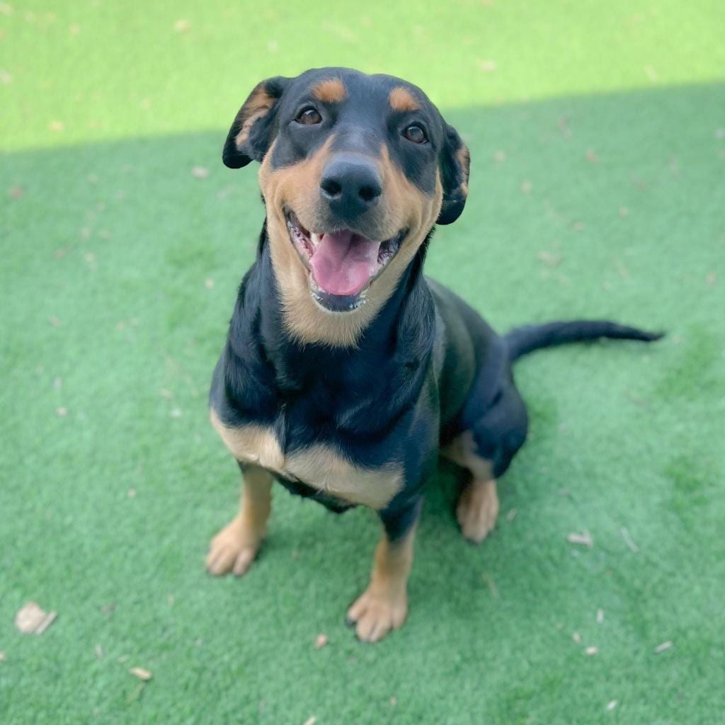Photo of Belly Boo 26-07-151, adoptable Beauceron / Mix in Bastrop, Texas