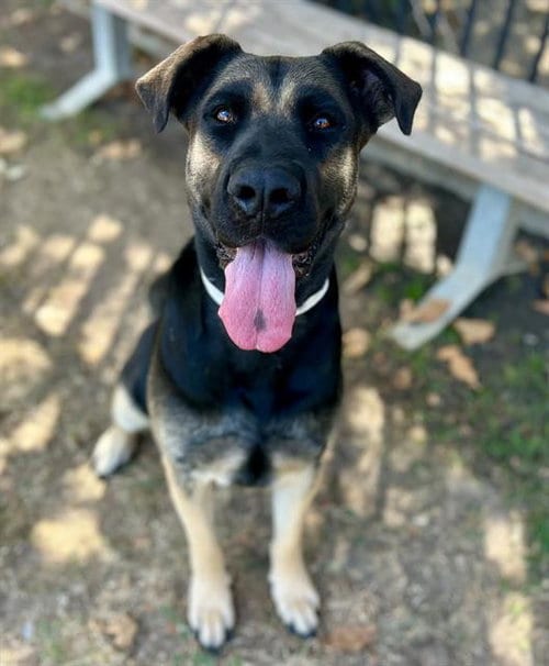 Photo of Oatmeal, adoptable German Shepherd Dog in Riverside, California