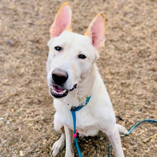 Photo of Macintosh, adoptable Shepherd in Oakland, California