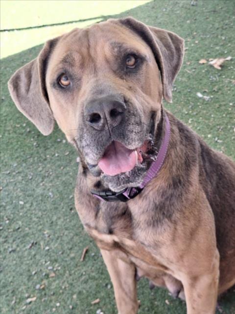Photo of Peanutbutter, adoptable Cane Corso Mastiff in Woodland, California