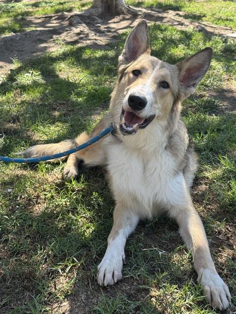 Photo of Bear, adoptable Border Collie in Riverside, California