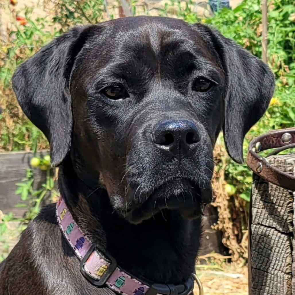 Photo of Eden, adoptable Mastiff / Mix in San Francisco, California