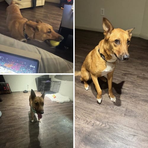 Photo of Zoey, adoptable German Shepherd Dog in Houston, Texas