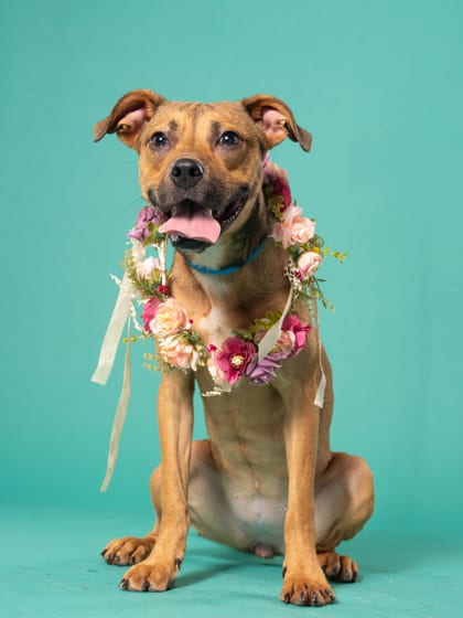 Photo of Sassy, adoptable dog in Atlanta, Georgia