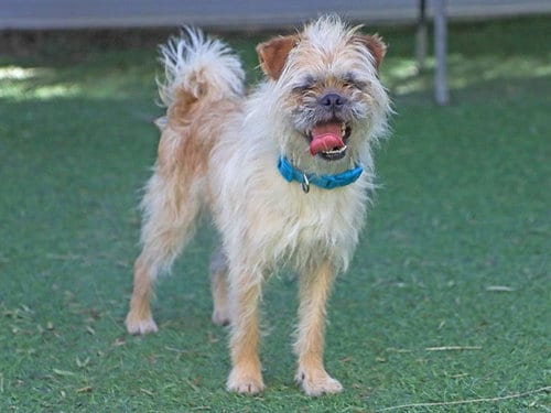 Photo of Broccoli, adoptable Border Terrier in Ojai, California