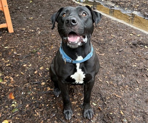 Photo of Frankenweenie, adoptable Staffordshire Bull Terrier in Denver, Colorado