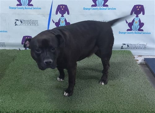 Photo of Benny, adoptable Staffordshire Bull Terrier in Orlando, Florida