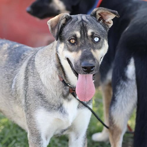 Photo of Pearl, adoptable German Shepherd Dog in Modesto, California