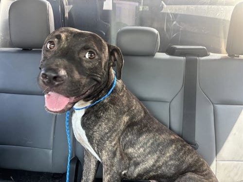 Photo of Sidecar, adoptable American Staffordshire Terrier in Grand Prairie, Texas