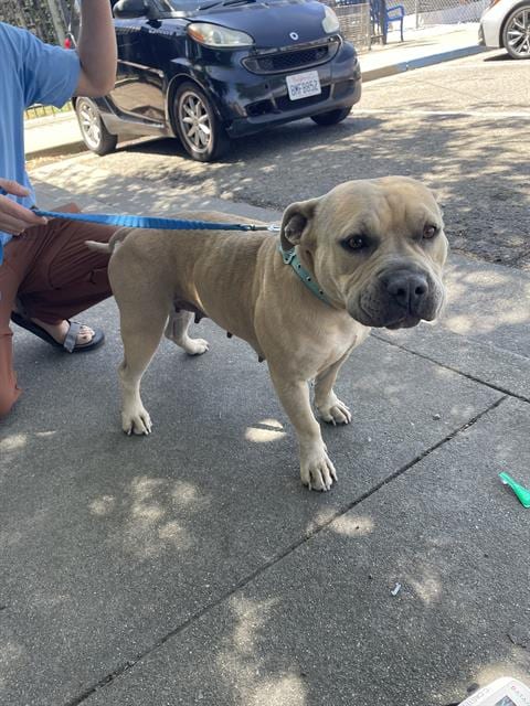 Photo of Randy, adoptable Pit Bull Terrier in Stockton, California