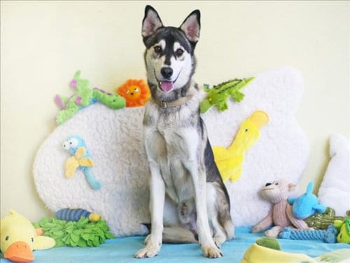 Photo of Ivan, adoptable Husky in Tavares, Florida