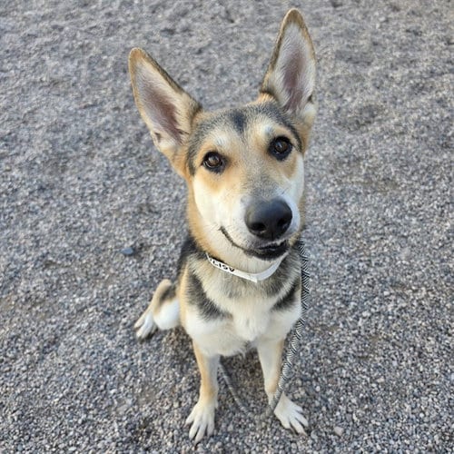 Photo of Jellybean, adoptable German Shepherd Dog in Mesa, Arizona