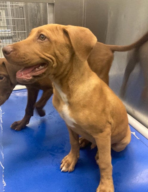 Photo of Eardwolf, adoptable Labrador Retriever in Dallas, Texas