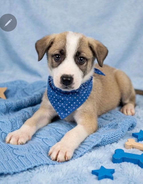 Photo of Emmett, adoptable Labrador Retriever in Newark, Delaware