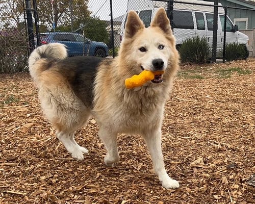 Photo of Dante, adoptable Alaskan Malamute in Santa Cruz, California