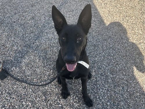 Photo of Berry Bonita, adoptable German Shepherd Dog in Mesa, Arizona