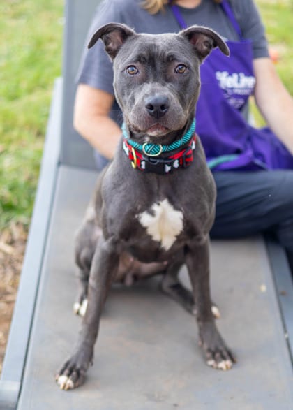 Photo of Odilia, adoptable dog in Chamblee, Georgia