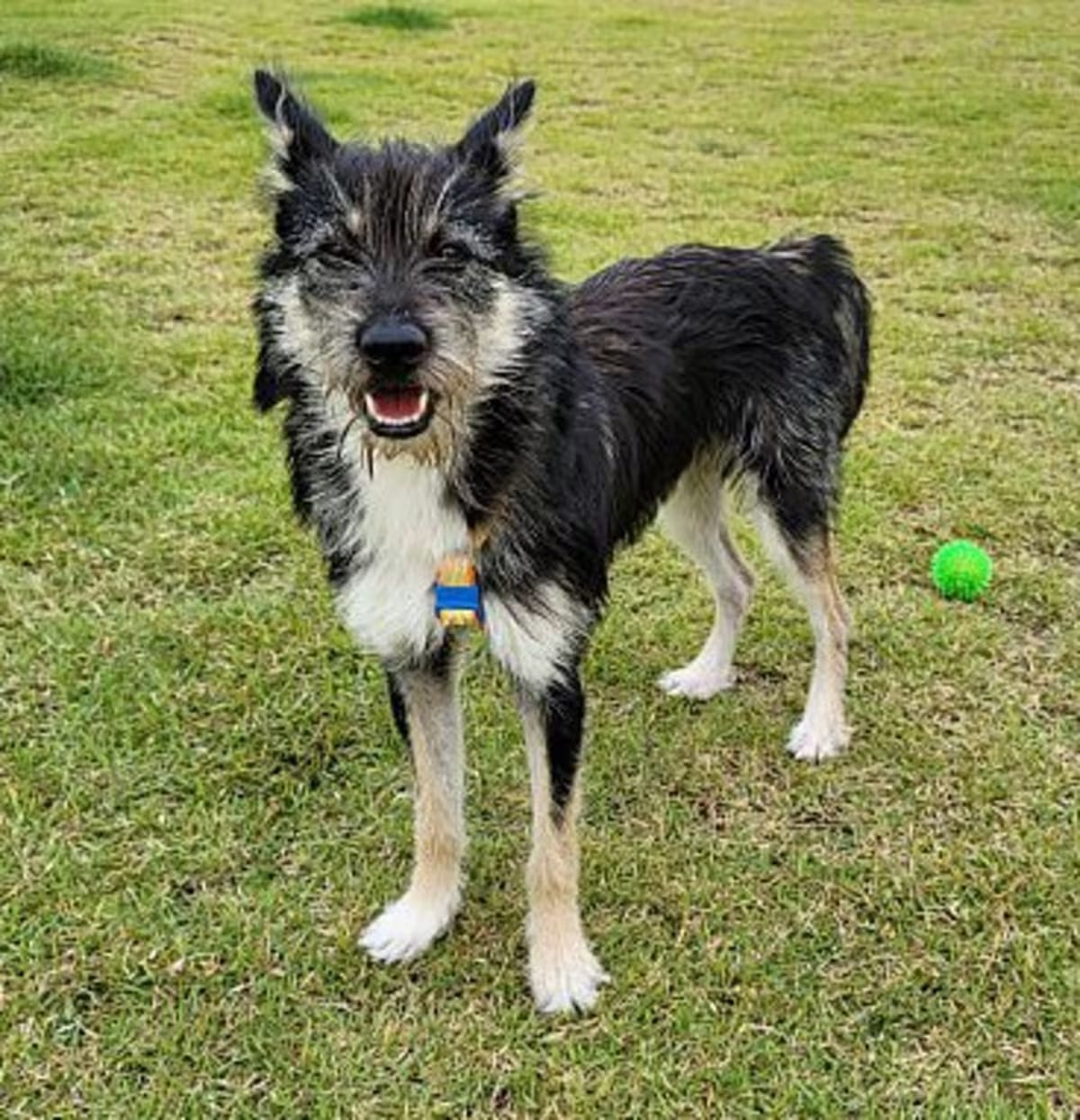 Photo of Lulu, adoptable Schnauzer (Miniature)/Terrier (Unknown Type, Small) in Plainfield, New Jersey