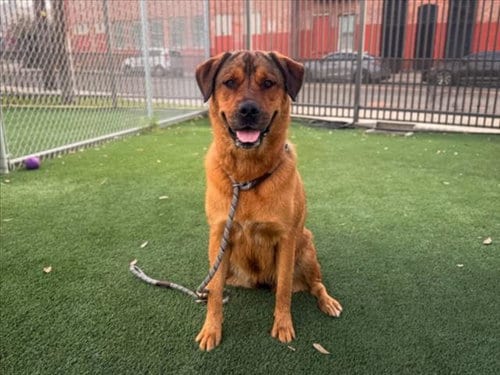Photo of Noelle, adoptable Rottweiler in Los Angeles, California