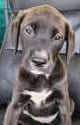 Photo of Maeve, adoptable Labrador Retriever in Royal Palm Beach, Florida