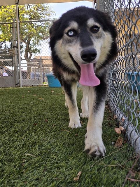Photo of Nala, adoptable Labrador Retriever in Downey, California