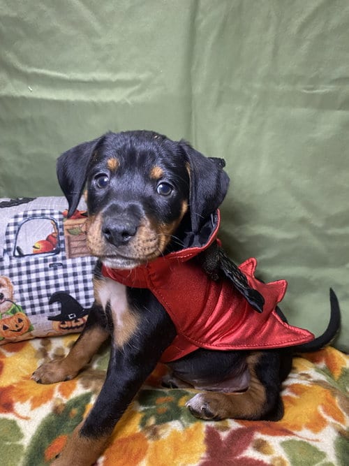 Photo of Rolo, adoptable Hound in Hillsboro, Missouri
