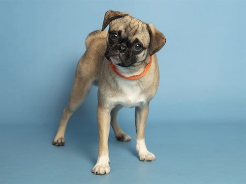 Photo of Marley, adoptable Pug in Phoenix, Arizona