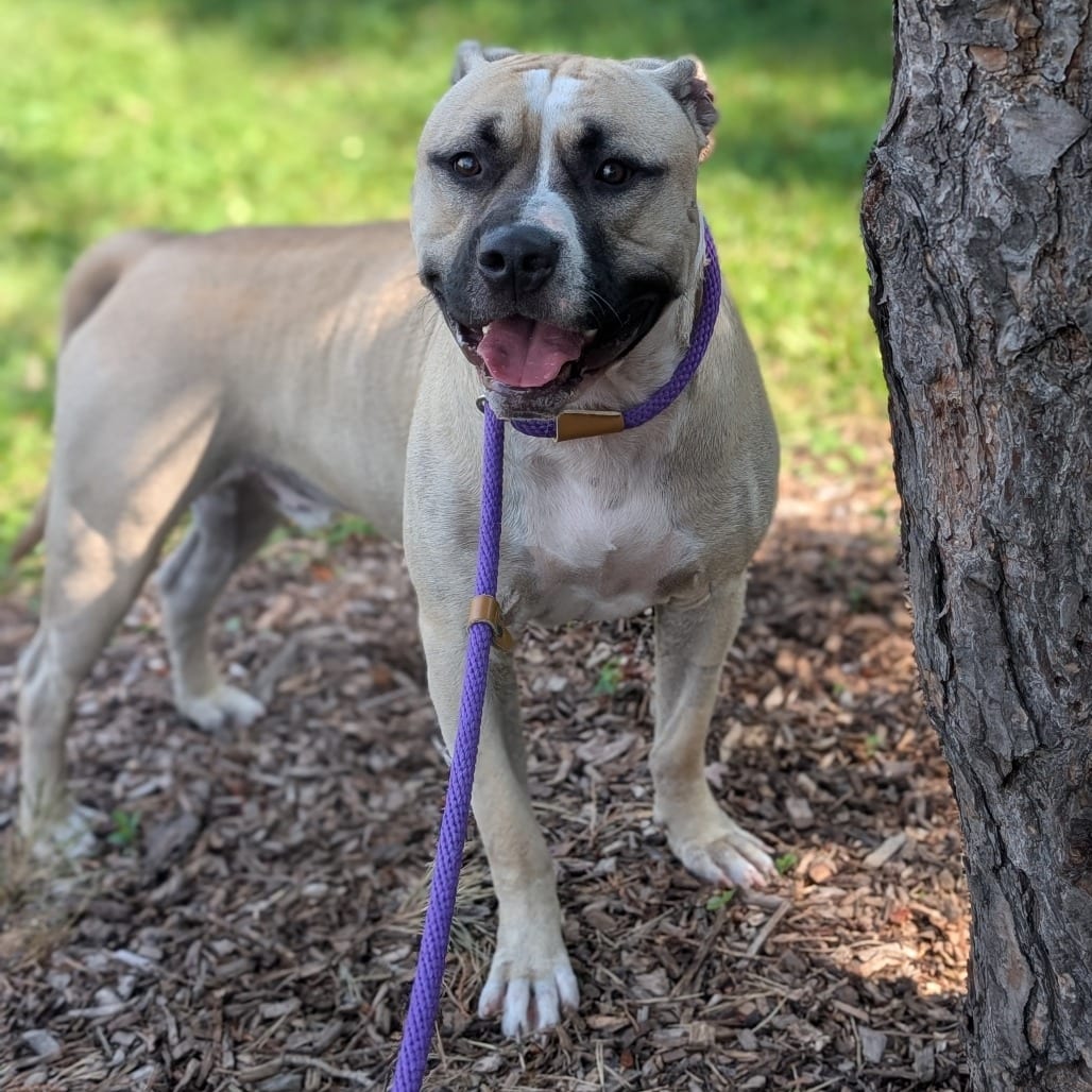Photo of Sonny, adoptable Terrier, American Pit Bull in Riverwoods, Illinois