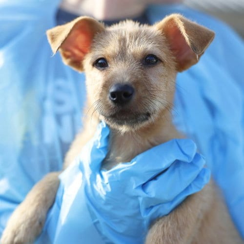 Photo of Alfalfa, adoptable Terrier in San Antonio, Texas