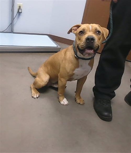 Photo of Kingsley, adoptable Staffordshire Bull Terrier in Phoenix, Arizona